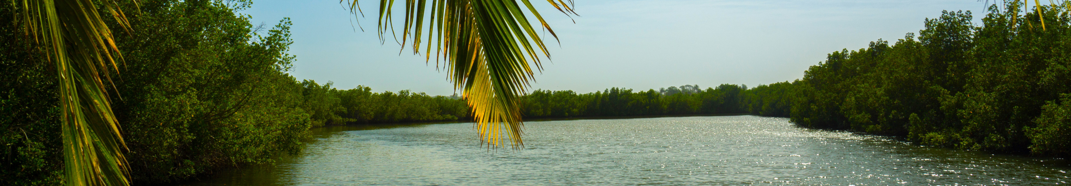 Ein Kanu auf dem Gambia-Fluss in Afrika, umgeben von dichtem Mangrovenwald und eingerahmt von Palmbl&auml;ttern.
