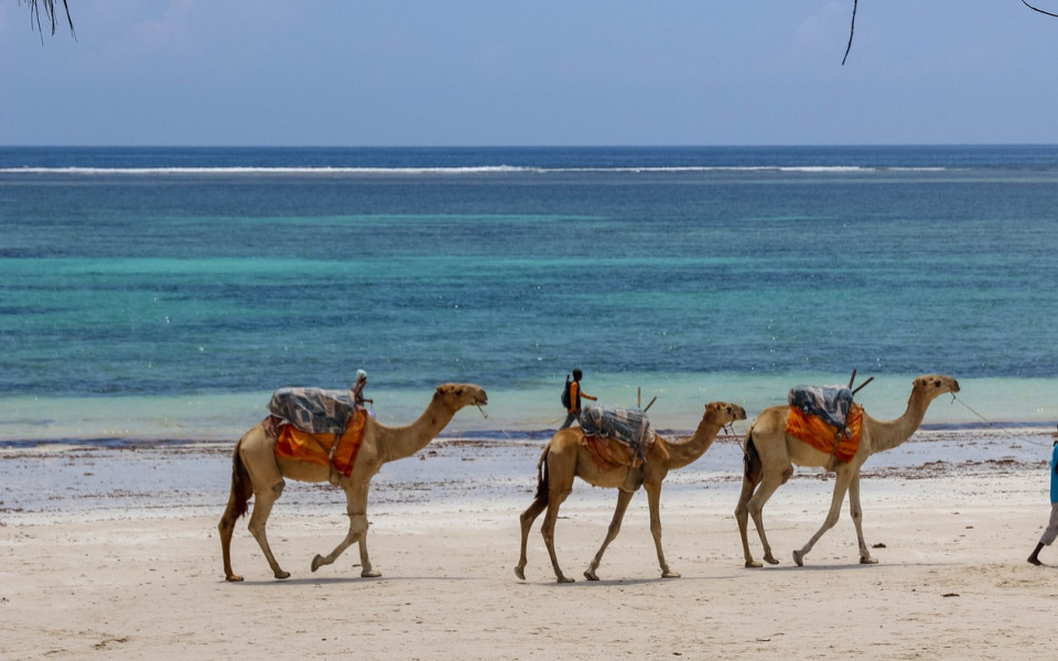 Kamele wandern am Strand entlang in El Gouna im &Auml;gypten Urlaub