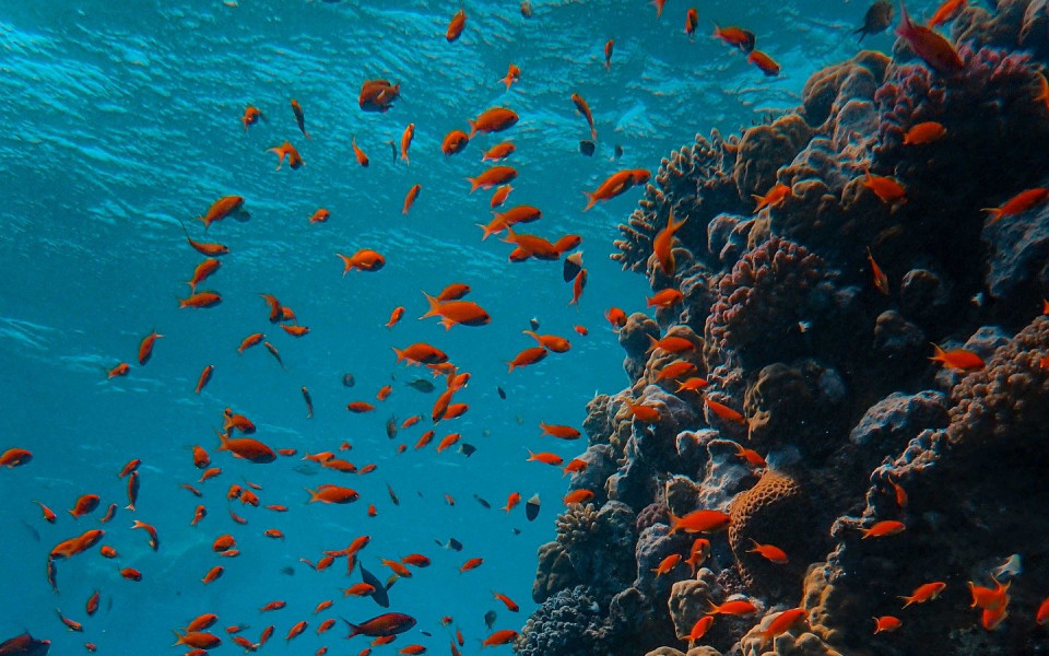 Bild Palm Royale Resort - Soma Bay