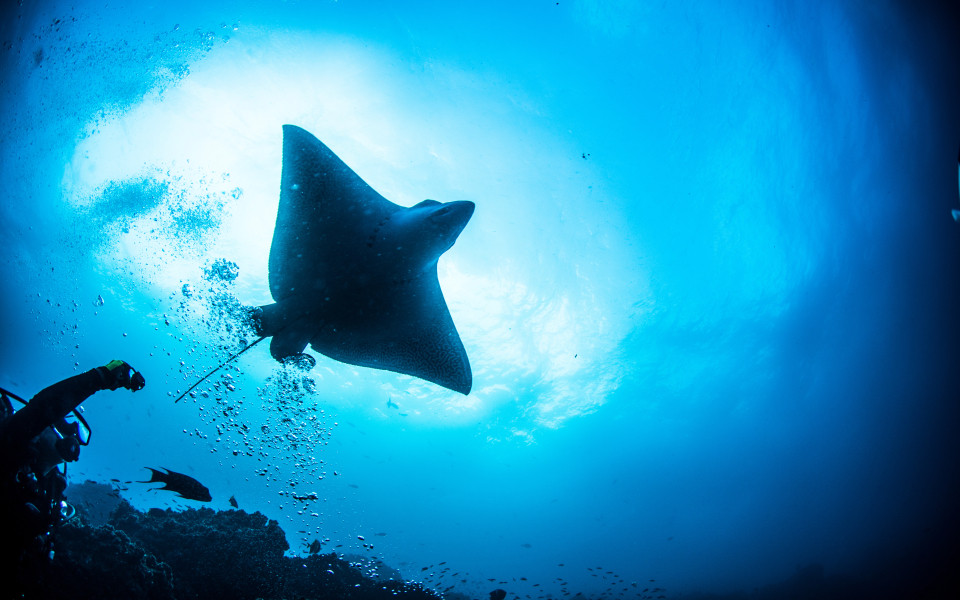Stachelrochen unter Wasser auf den Galapagosinseln, Eduador